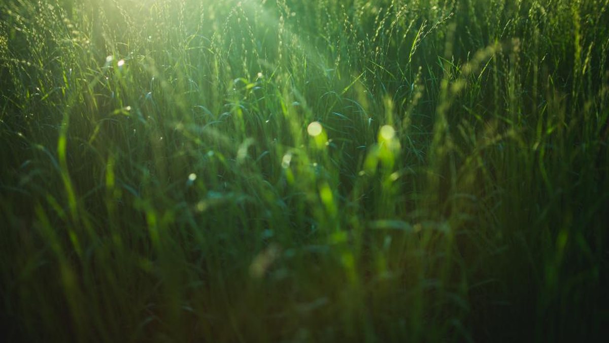 Campo de cultivo verde iluminado por el sol